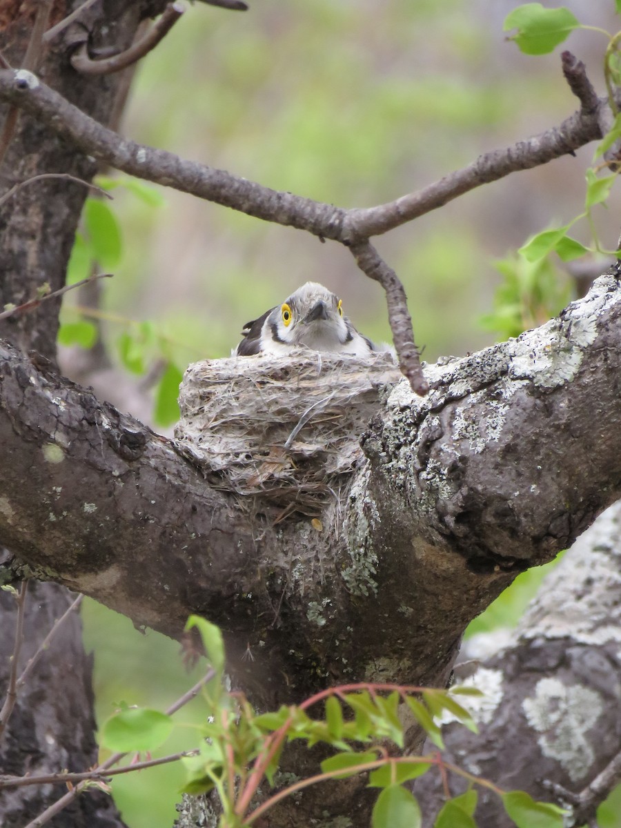 White-crested Helmetshrike - ML646301074