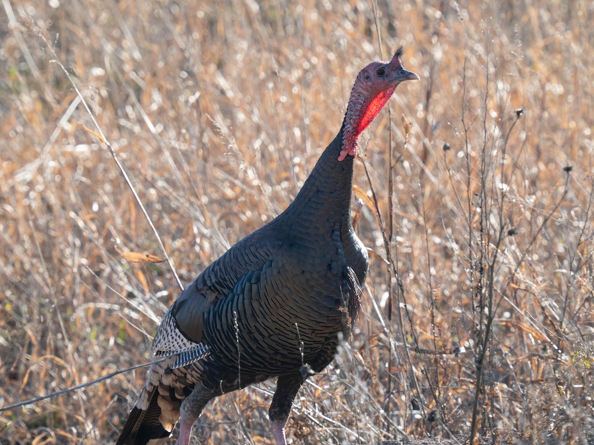 Wild Turkey - ML646301075