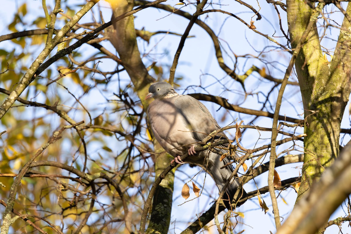 Common Wood-Pigeon - ML646301078