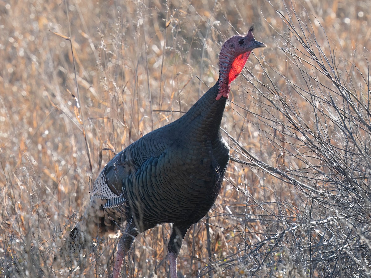 Wild Turkey - ML646301079