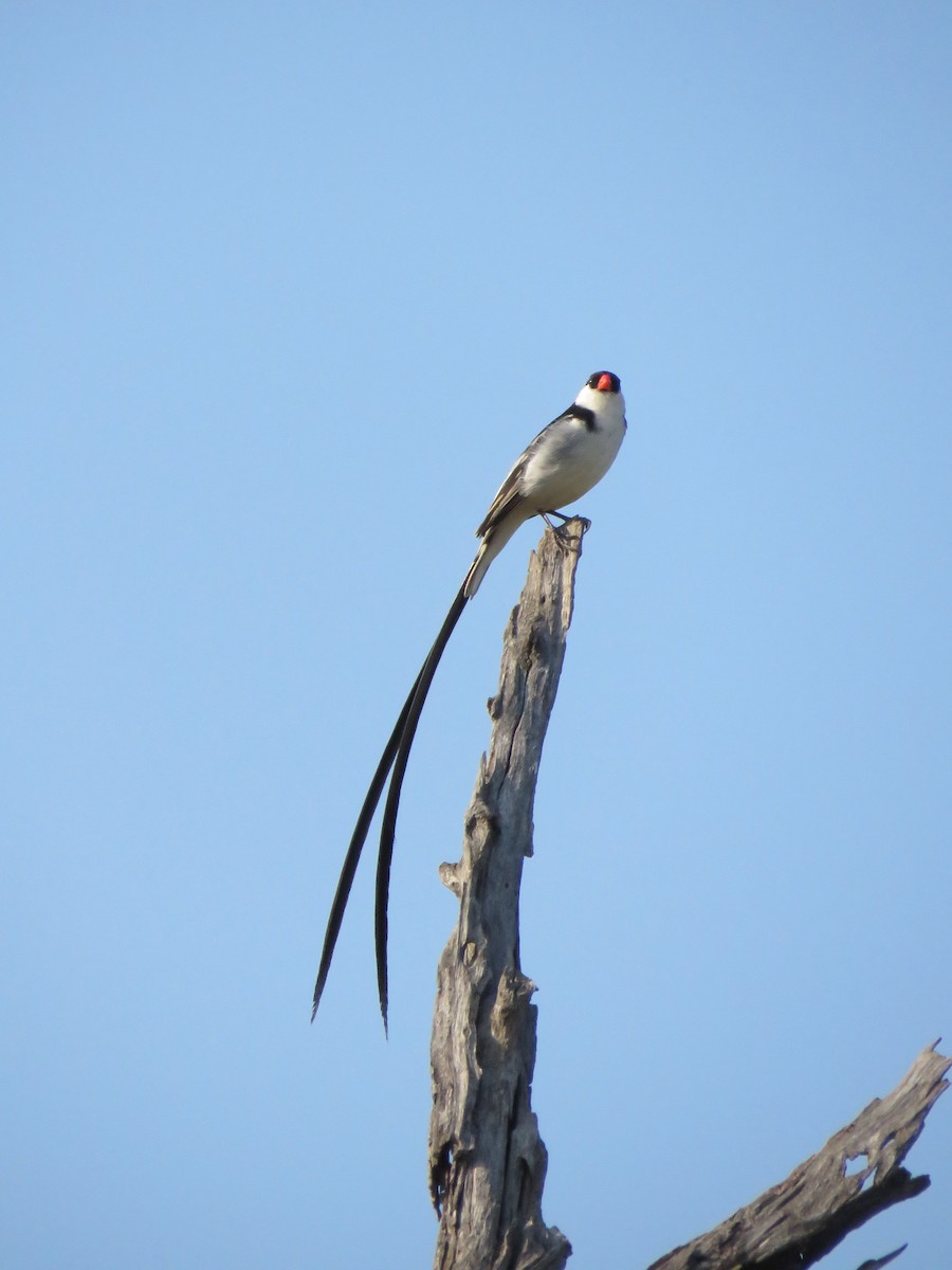 Pin-tailed Whydah - ML646301085