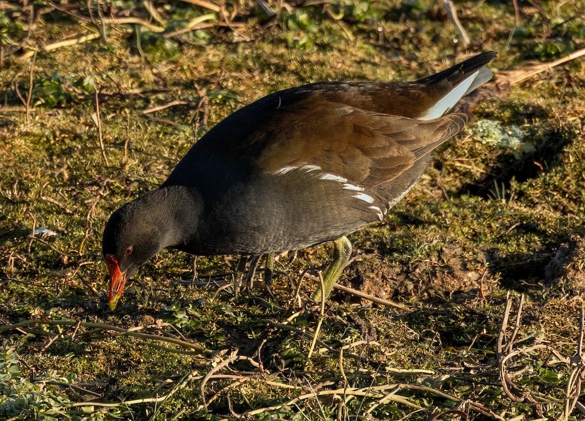 Eurasian Moorhen - ML646301087