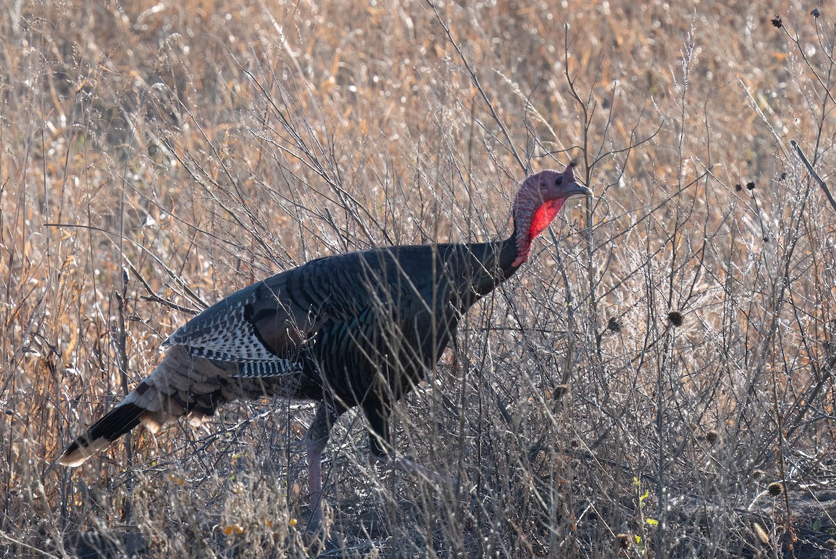 Wild Turkey - ML646301088