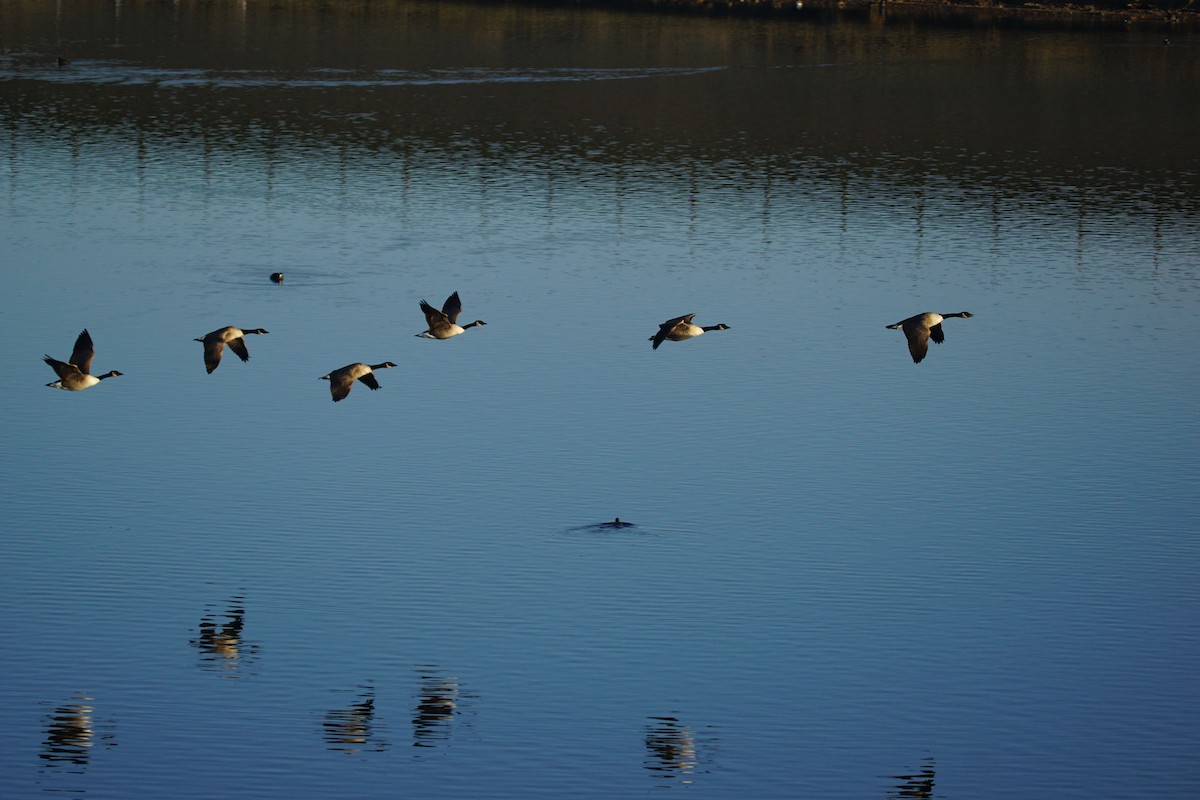 berneška velká - ML646301089