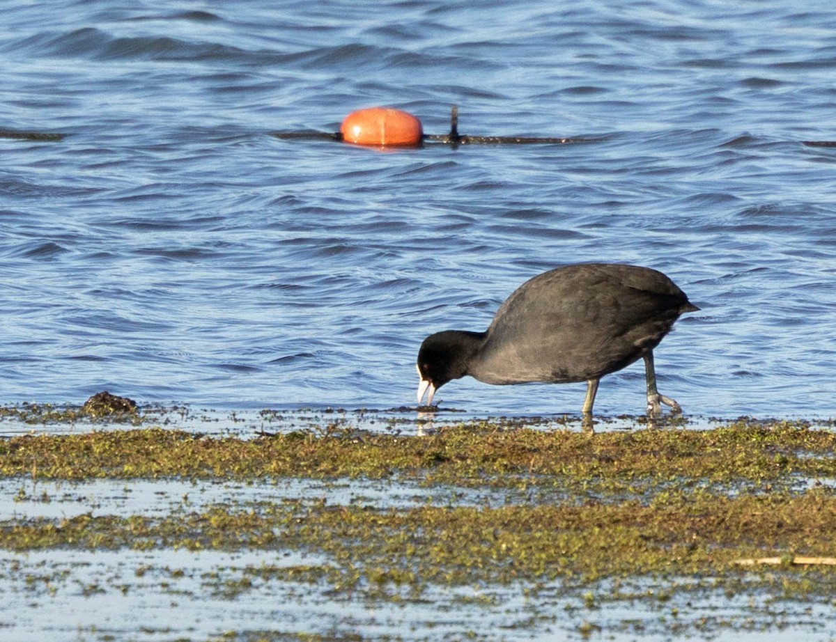 Eurasian Coot - ML646301090