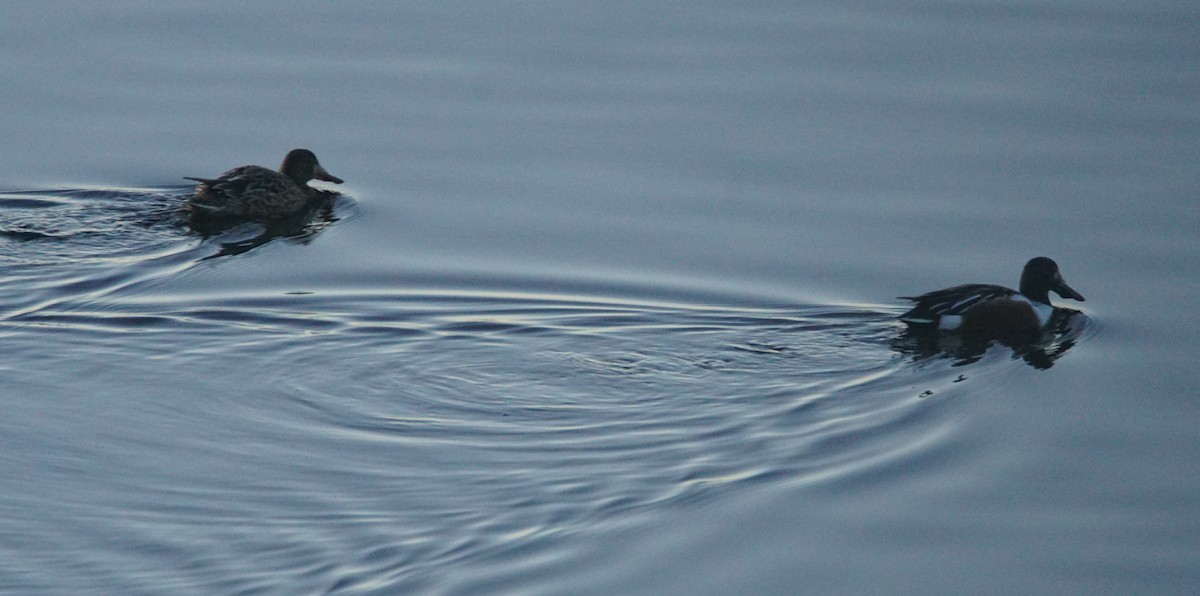 Canard souchet - ML646301091