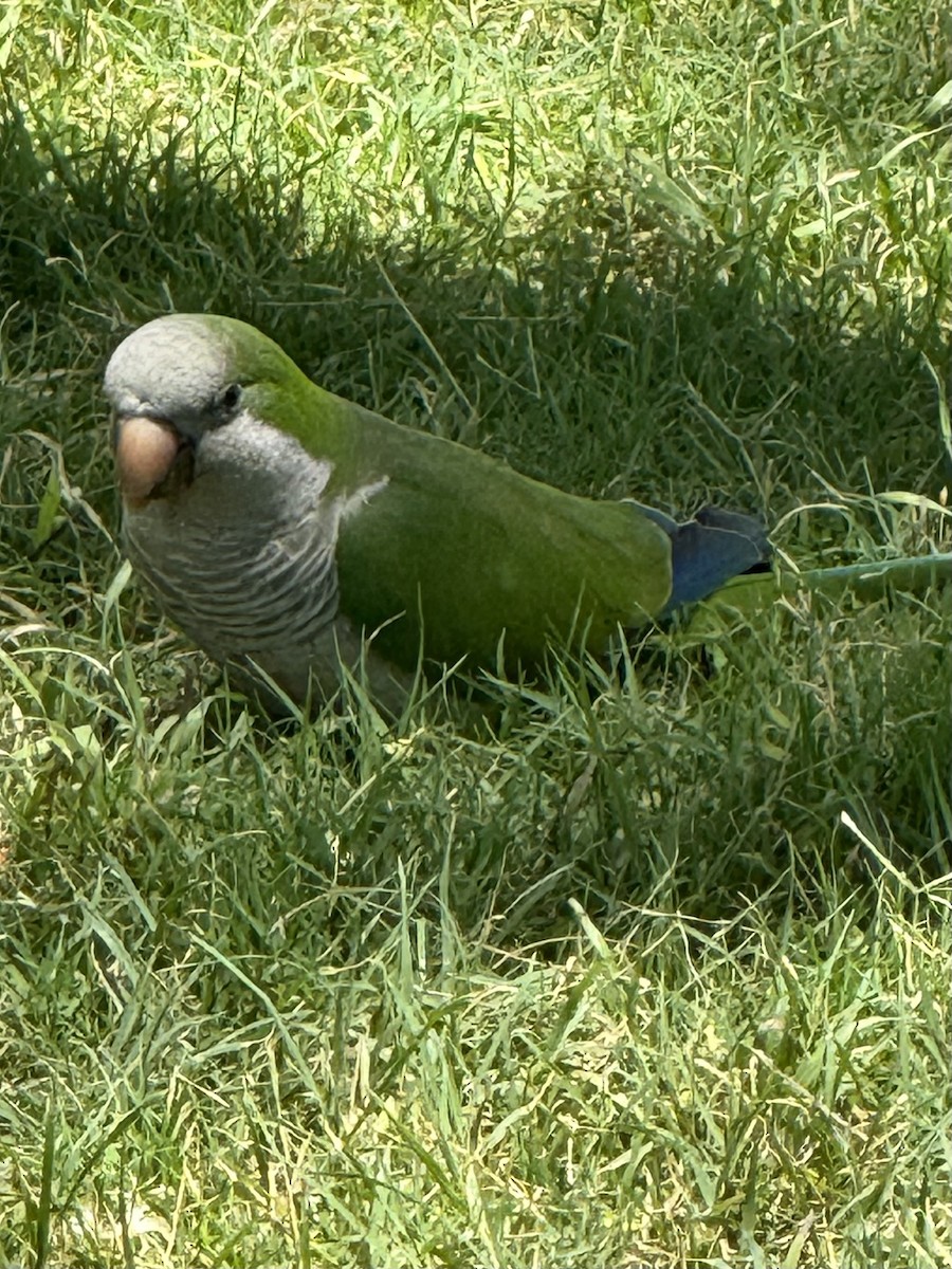 Mönchssittich - ML646301094