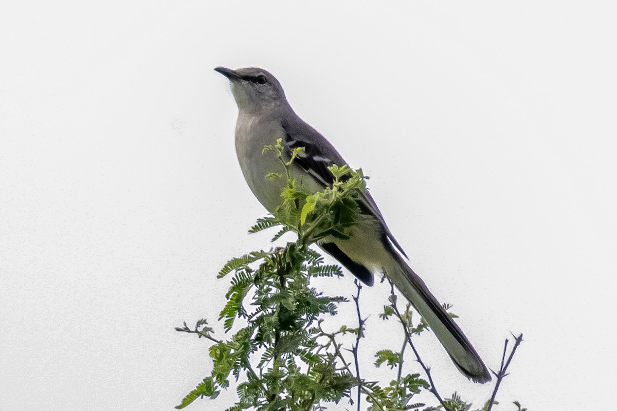 drozdec mnohohlasý - ML646301095