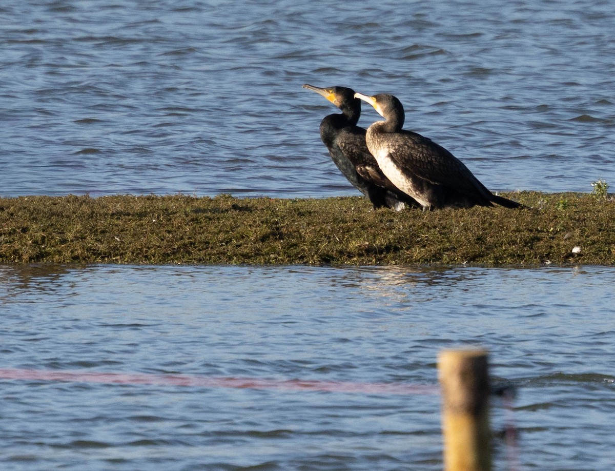 kormorán velký - ML646301096