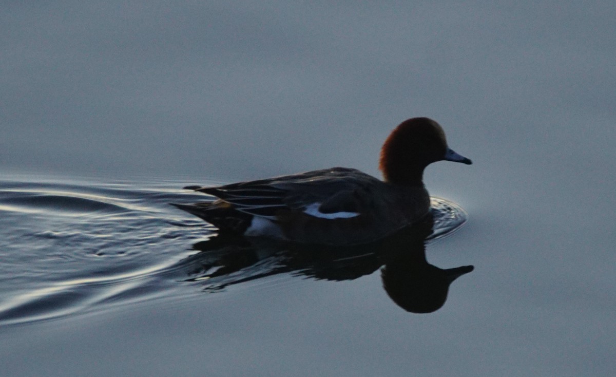 Canard siffleur - ML646301097