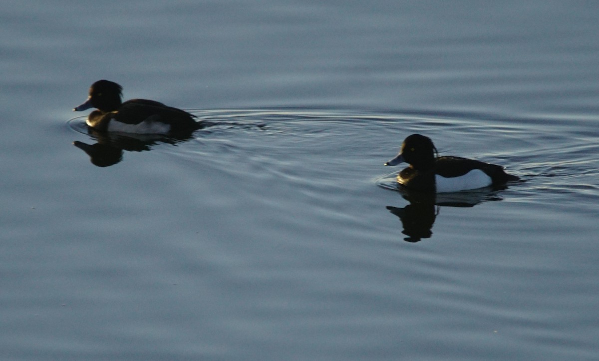 Fuligule morillon - ML646301099