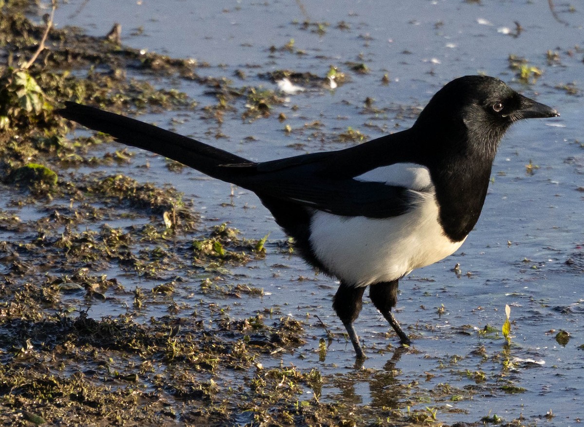 Eurasian Magpie - ML646301100