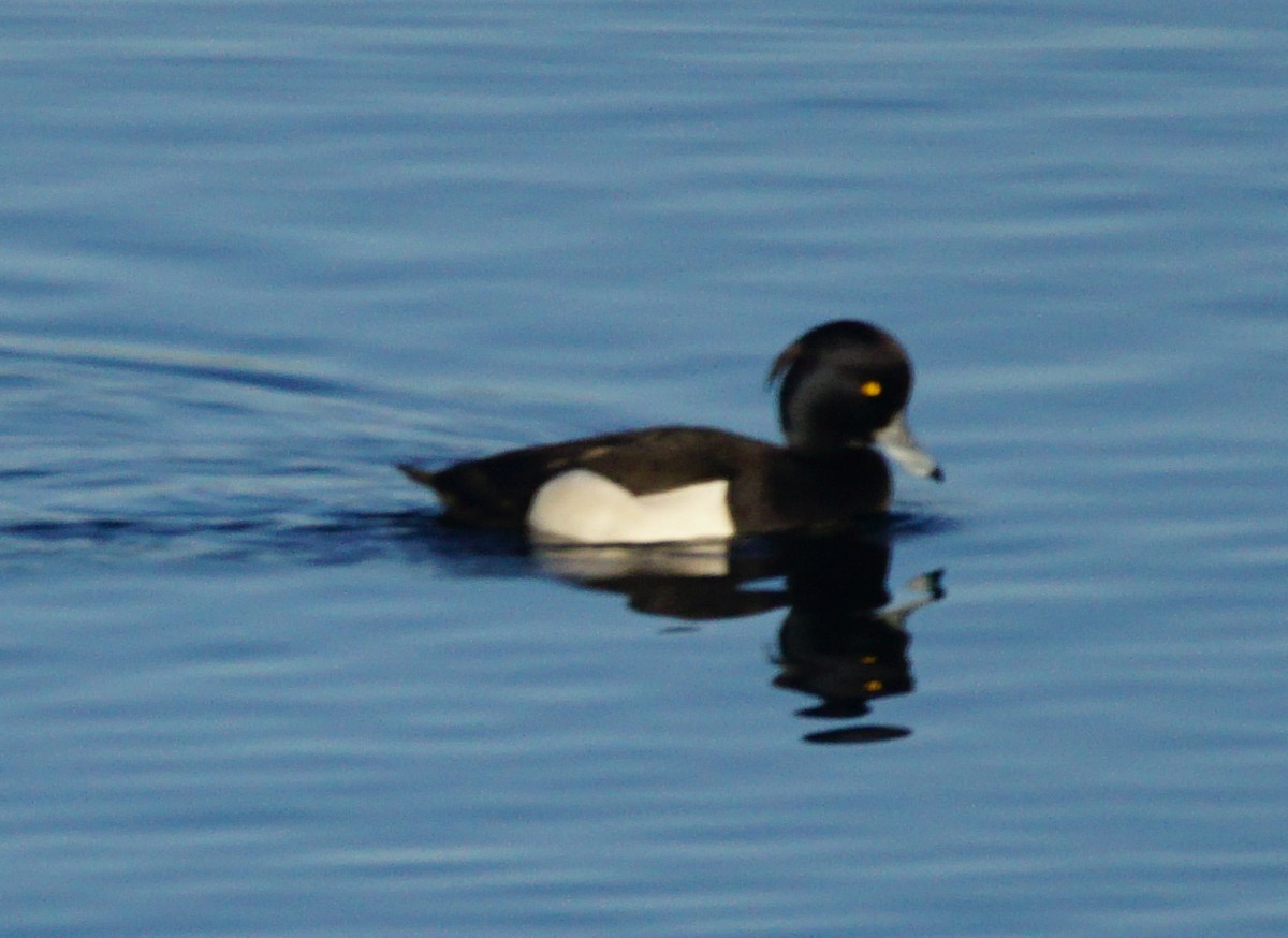 Fuligule morillon - ML646301101