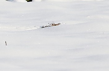Lapland Longspur - ML646301102