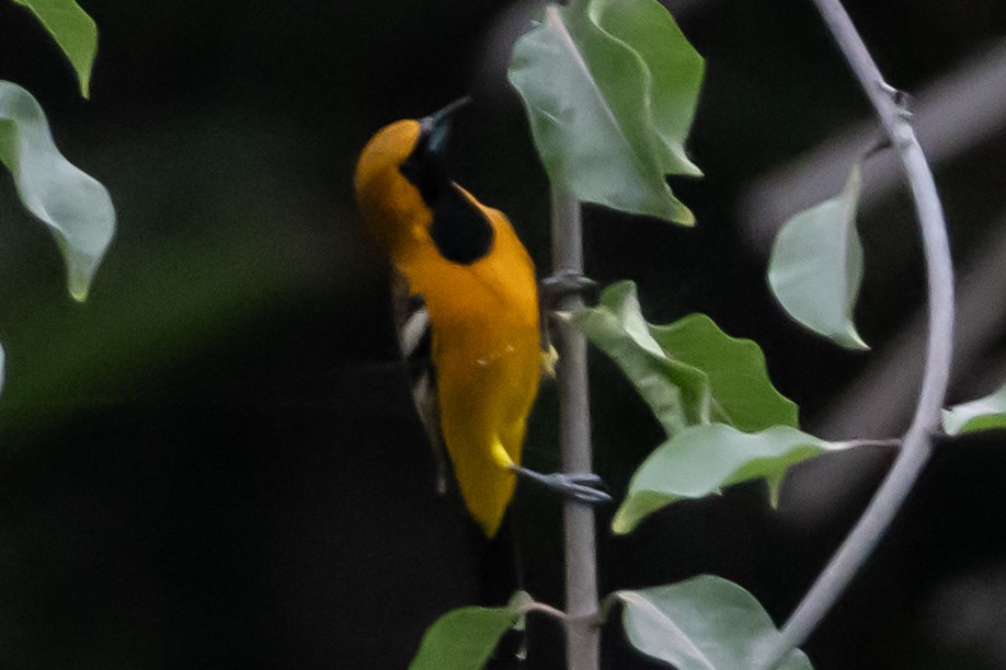 Hooded Oriole - ML646301103