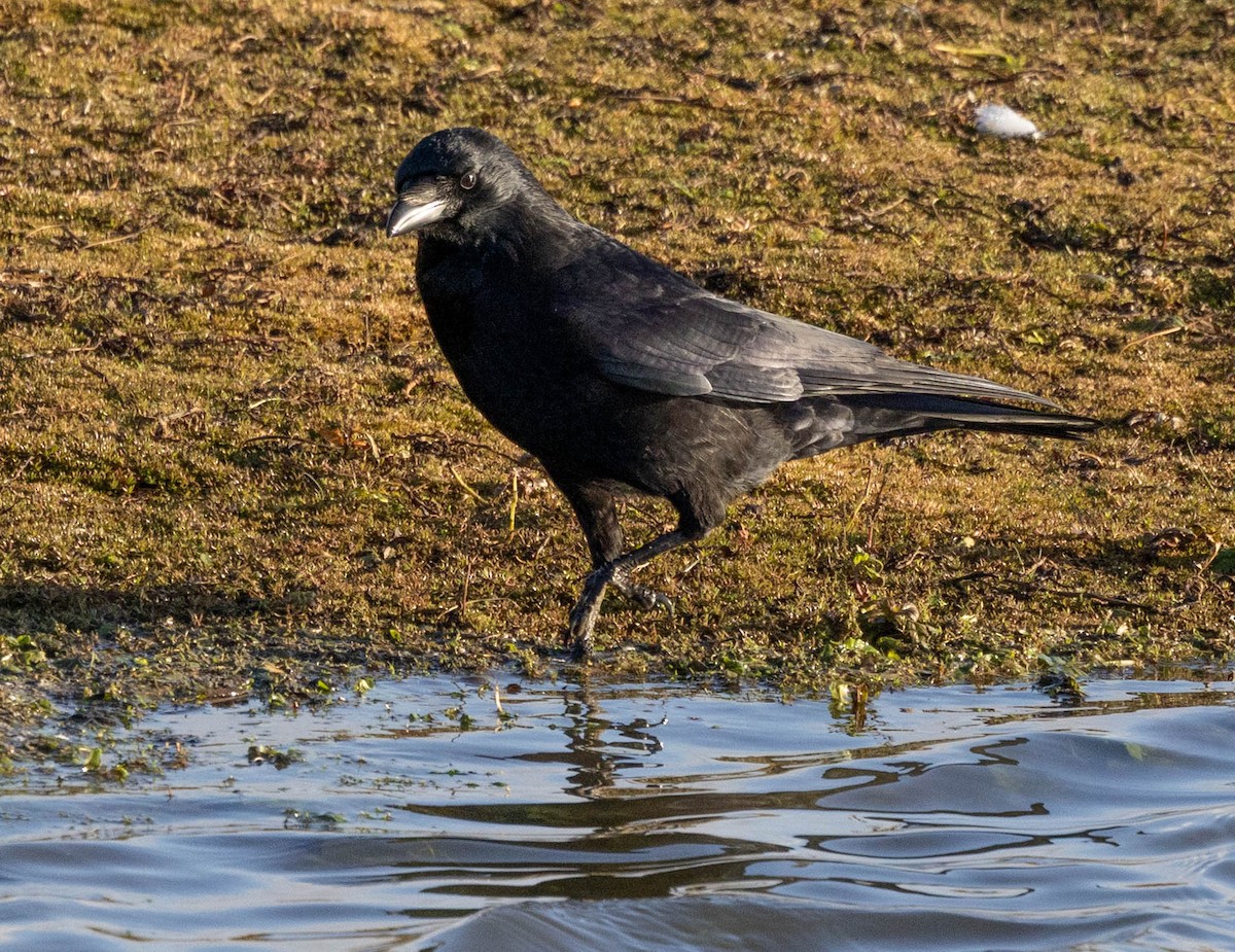 Carrion Crow - ML646301105