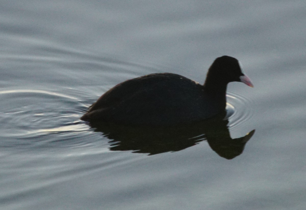 Foulque macroule - ML646301106