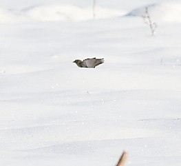 Lapland Longspur - ML646301107