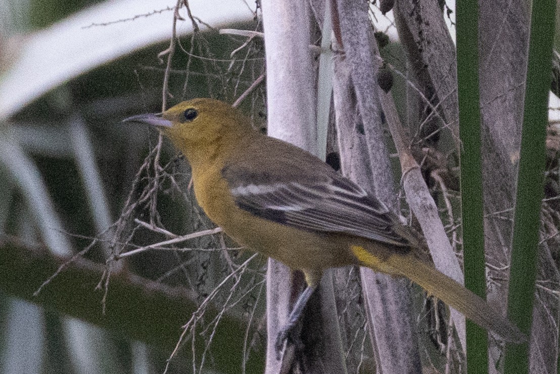 Hooded Oriole - ML646301108