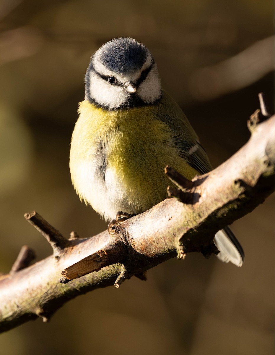 sýkora modřinka - ML646301109