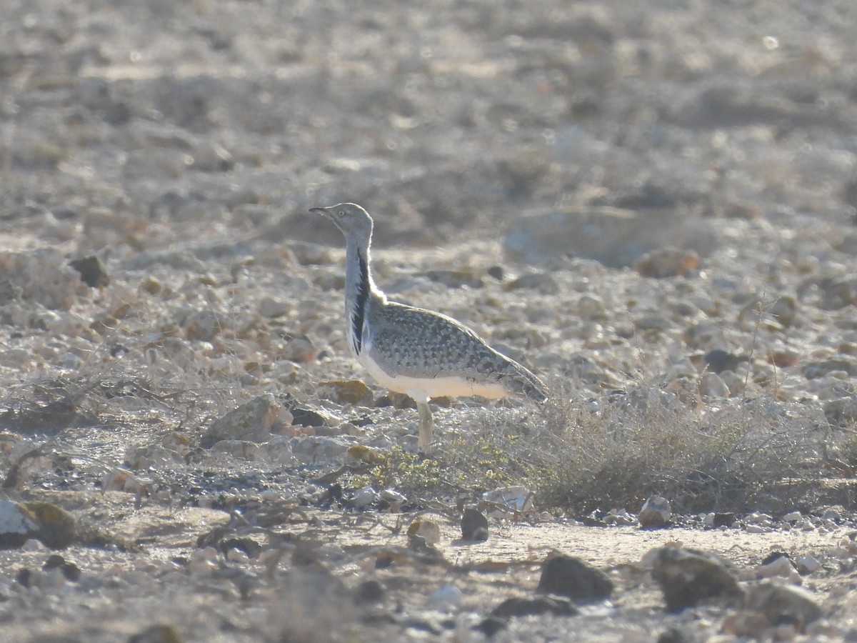 African Houbara - ML646301110