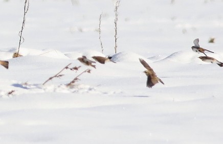 Lapland Longspur - ML646301111