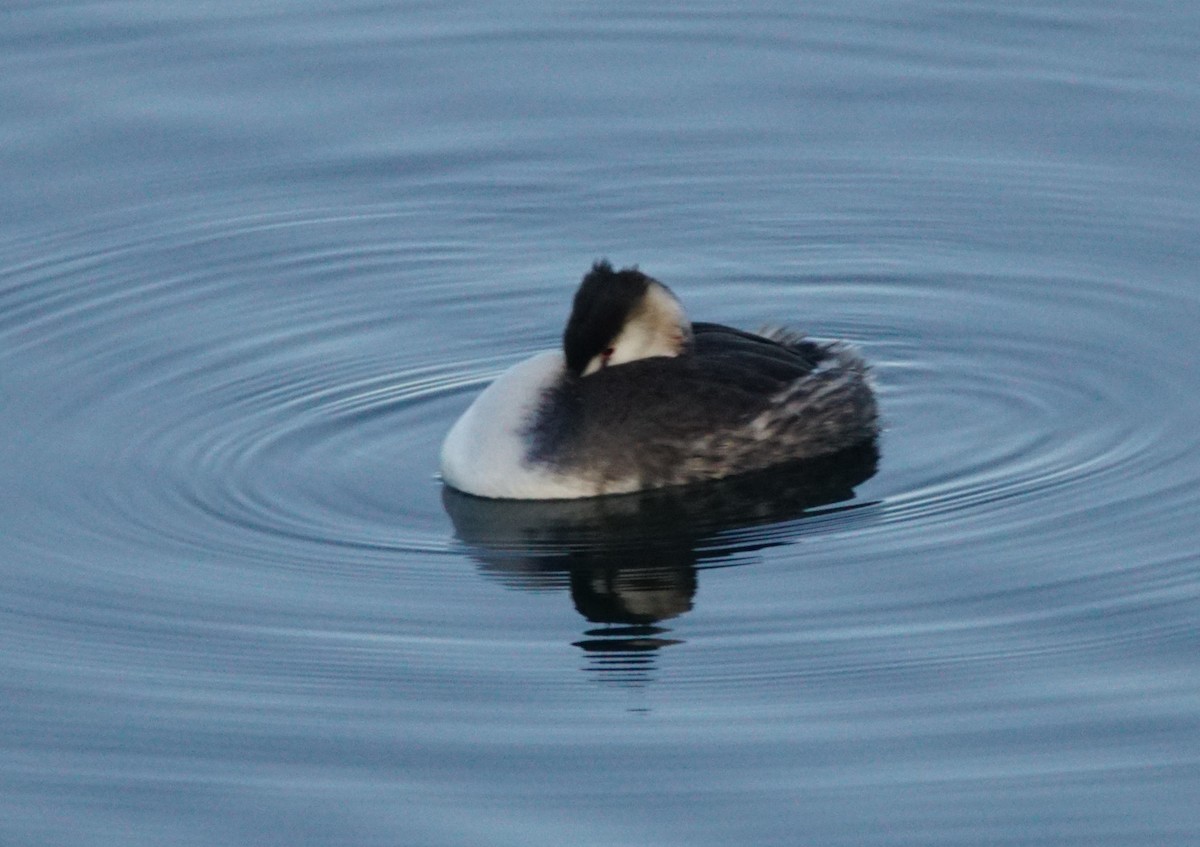 Grèbe huppé - ML646301112