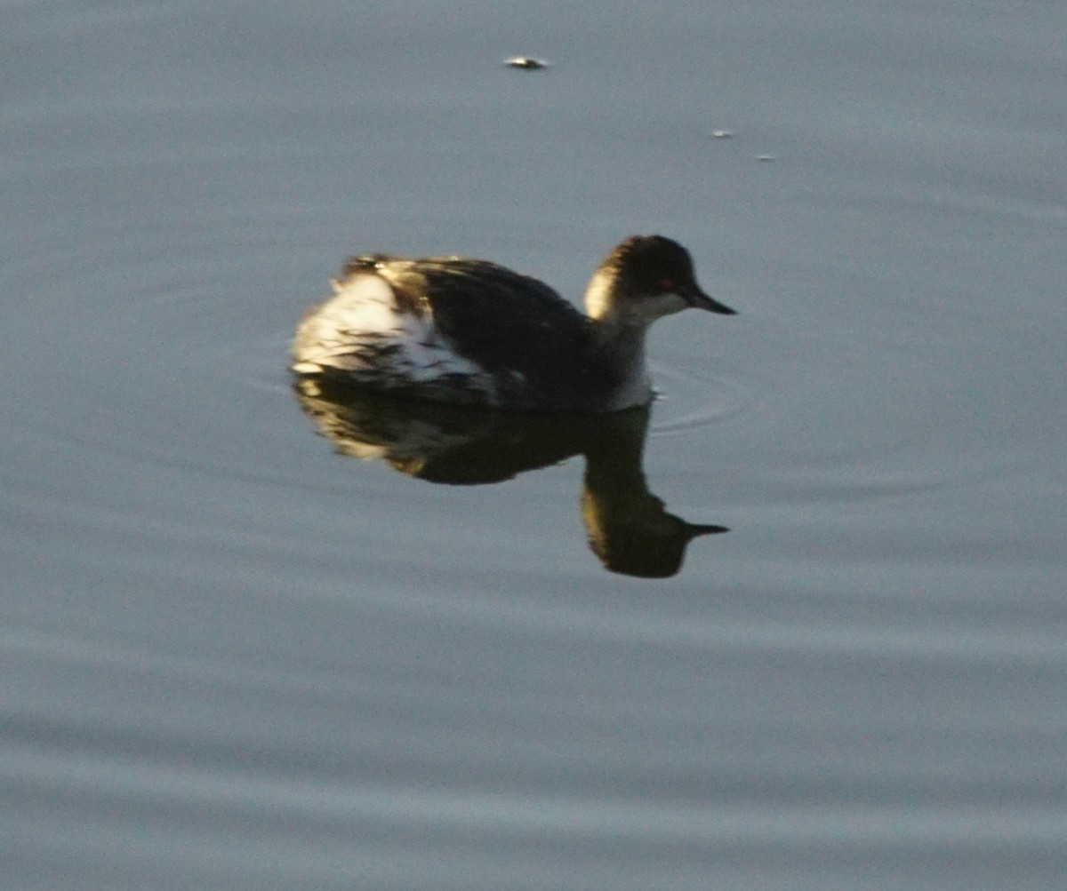 Grèbe à cou noir - ML646301113