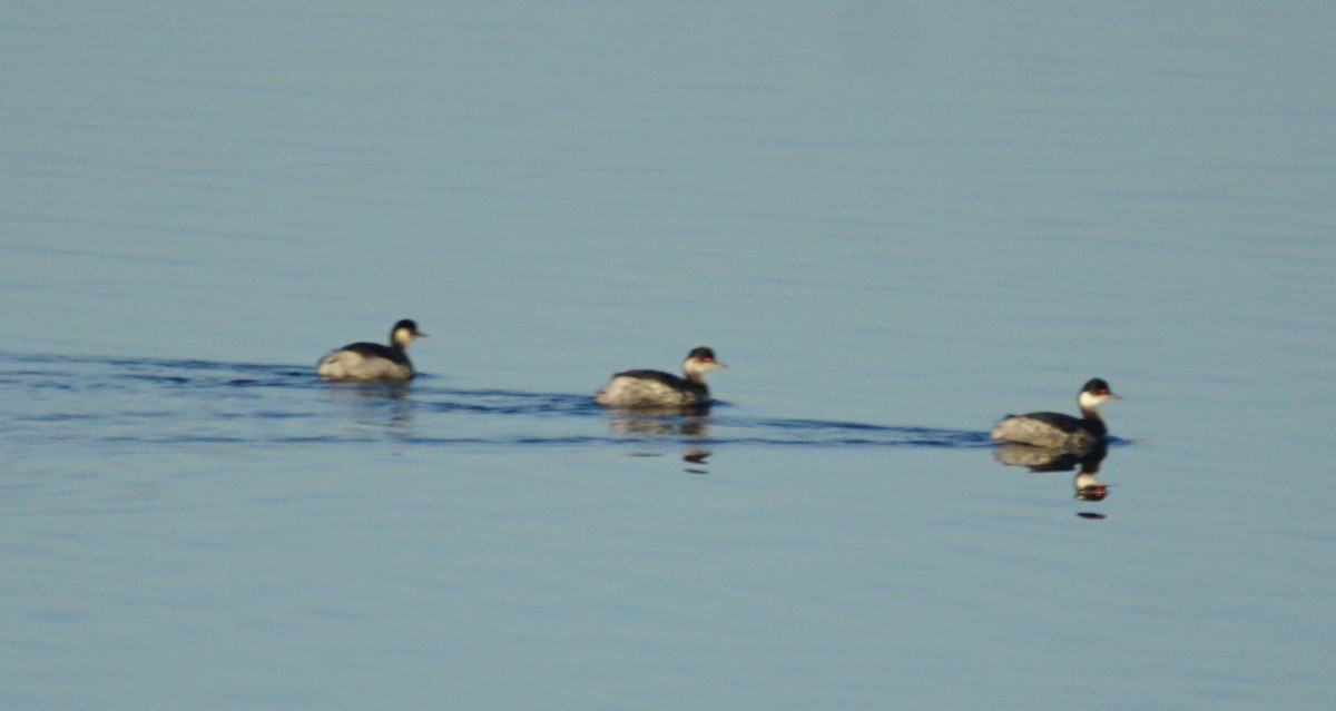 Grèbe à cou noir - ML646301114