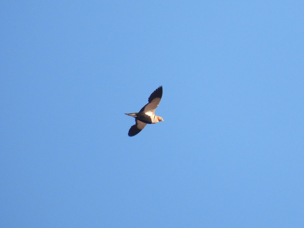 Black-bellied Sandgrouse - ML646301115