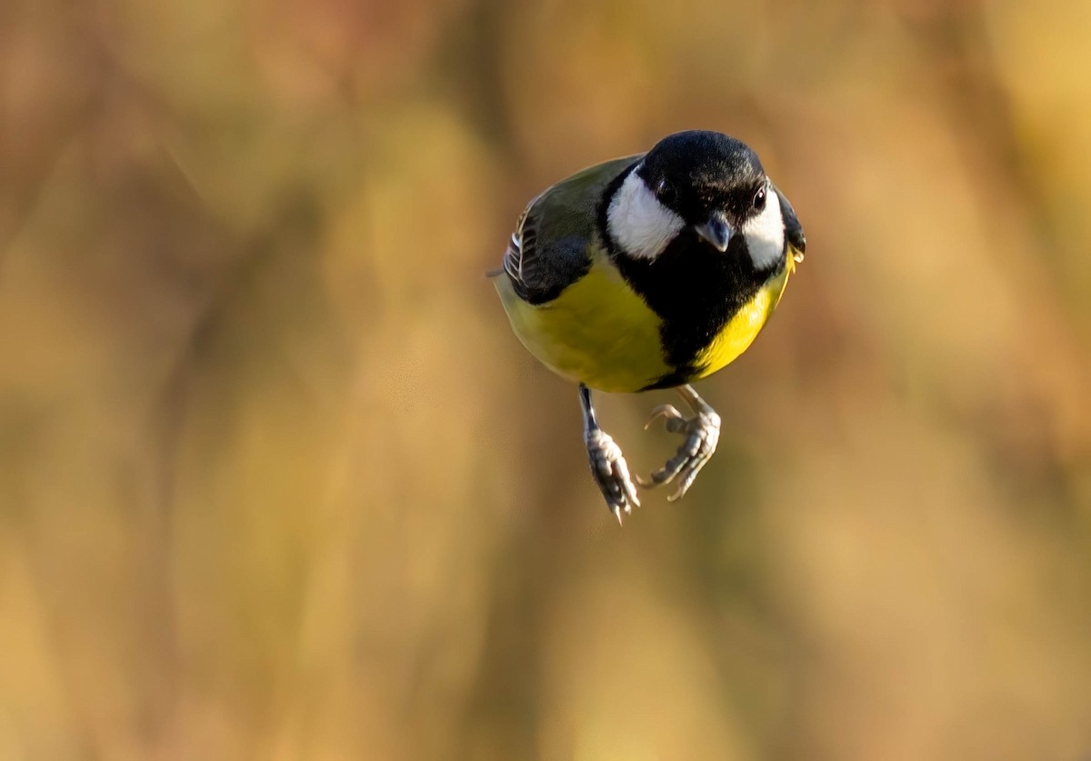 Great Tit - ML646301116