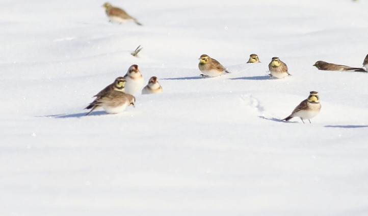 Snow Bunting - ML646301117