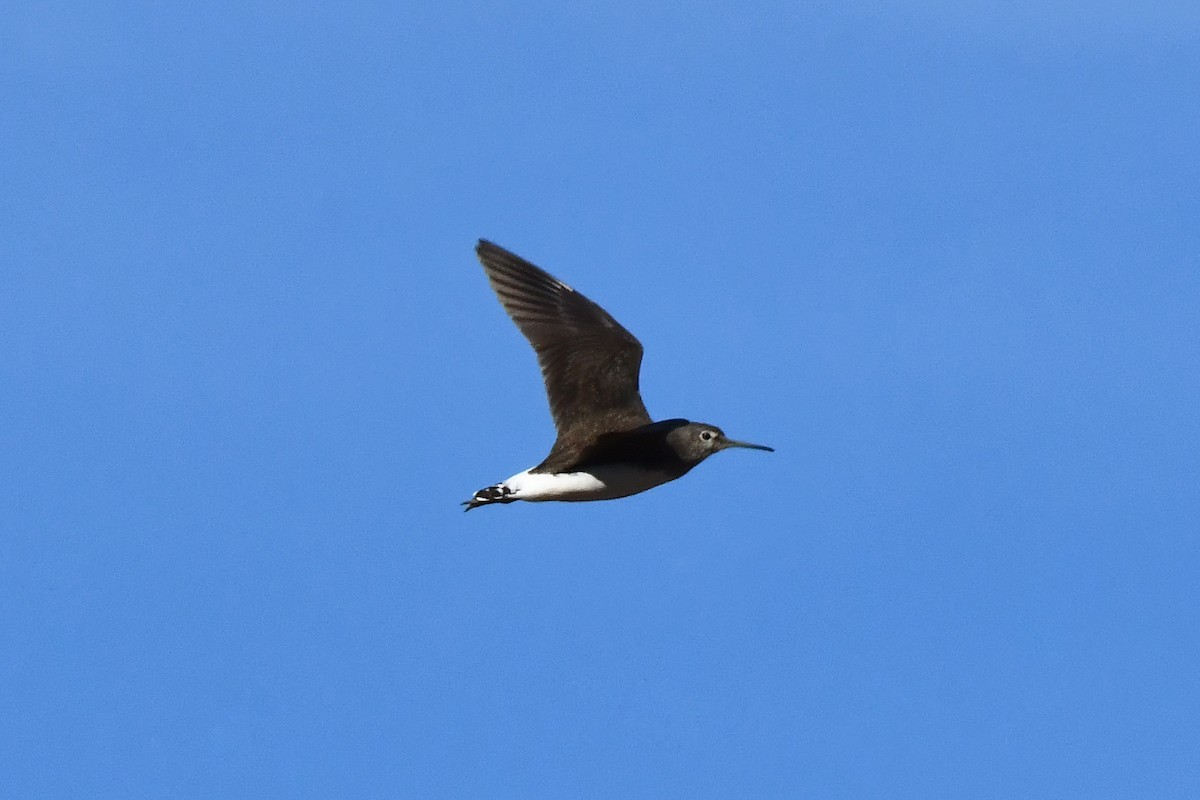 Green Sandpiper - ML646301122