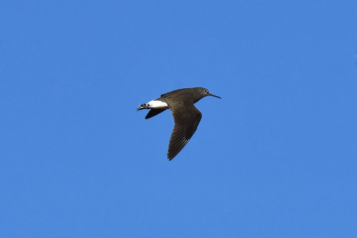 Green Sandpiper - ML646301123