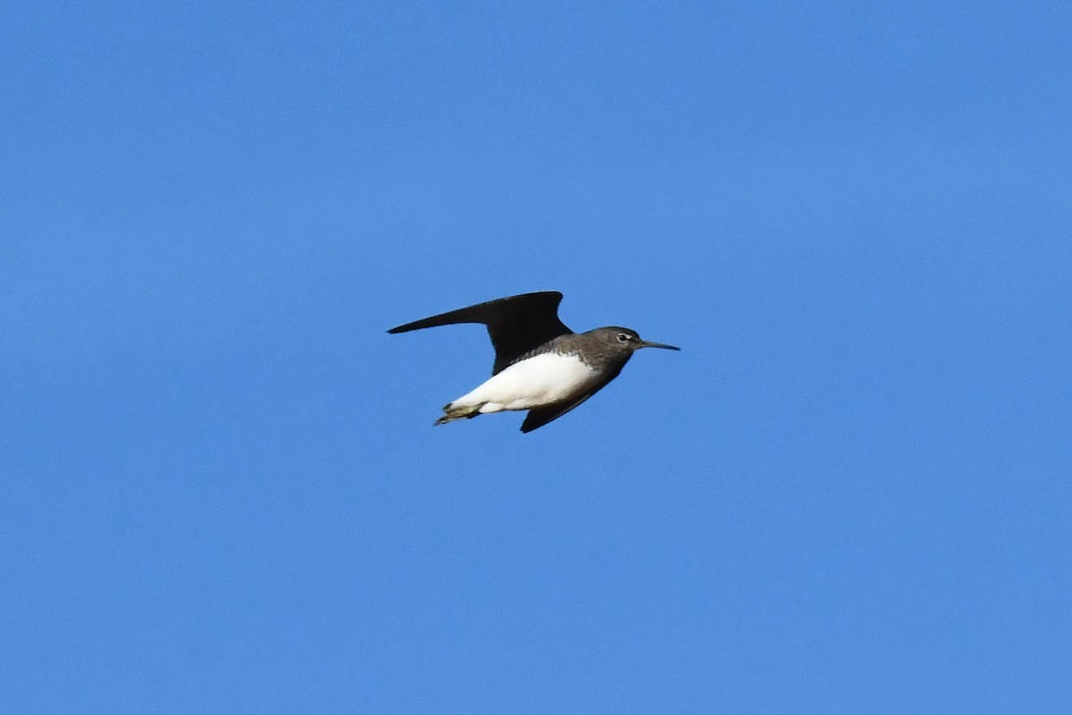 Green Sandpiper - ML646301124