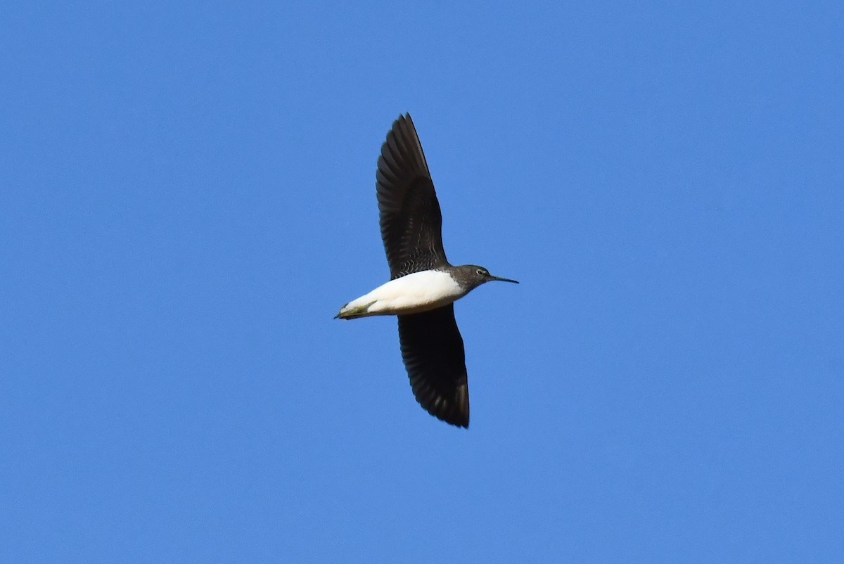 Green Sandpiper - ML646301125