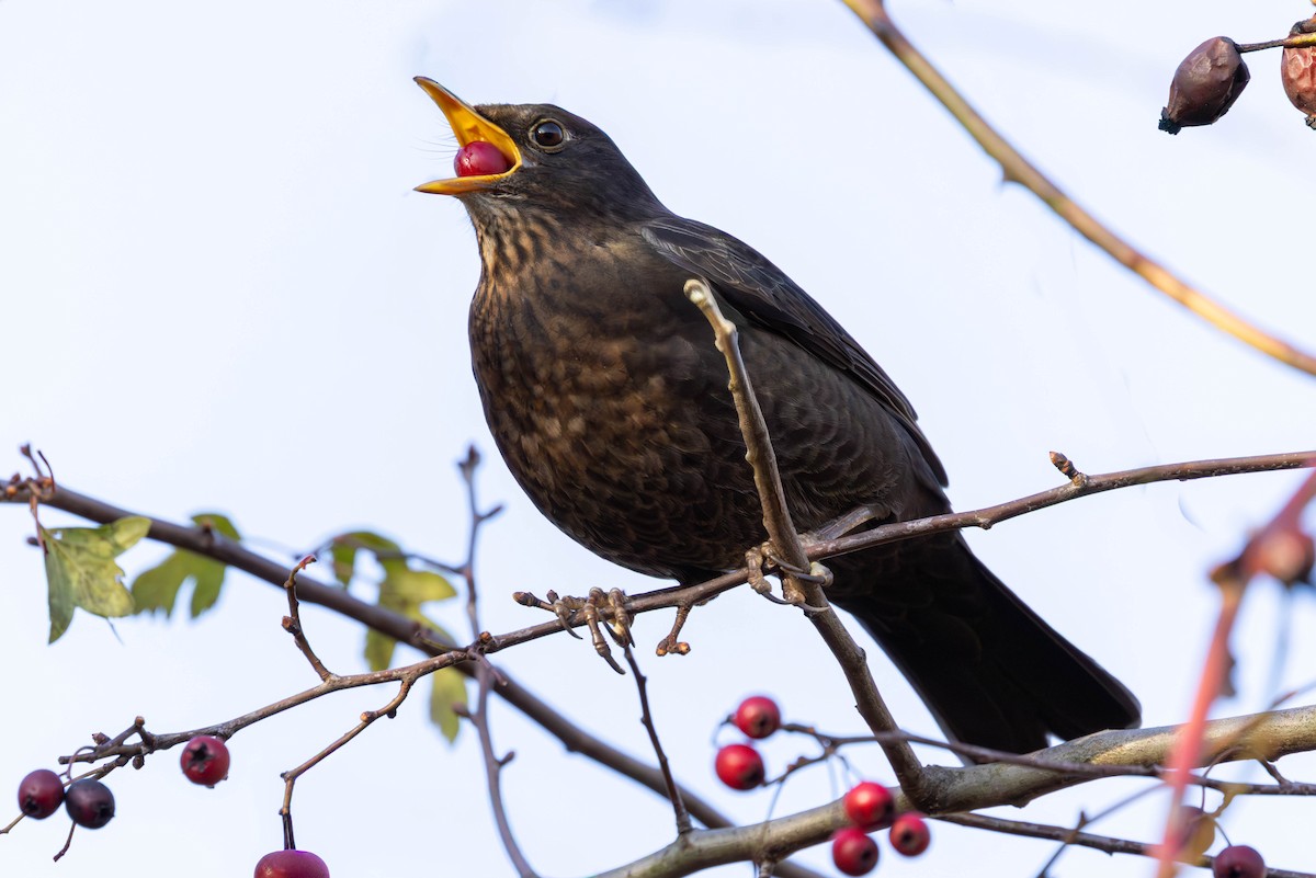 Eurasian Blackbird - ML646301126