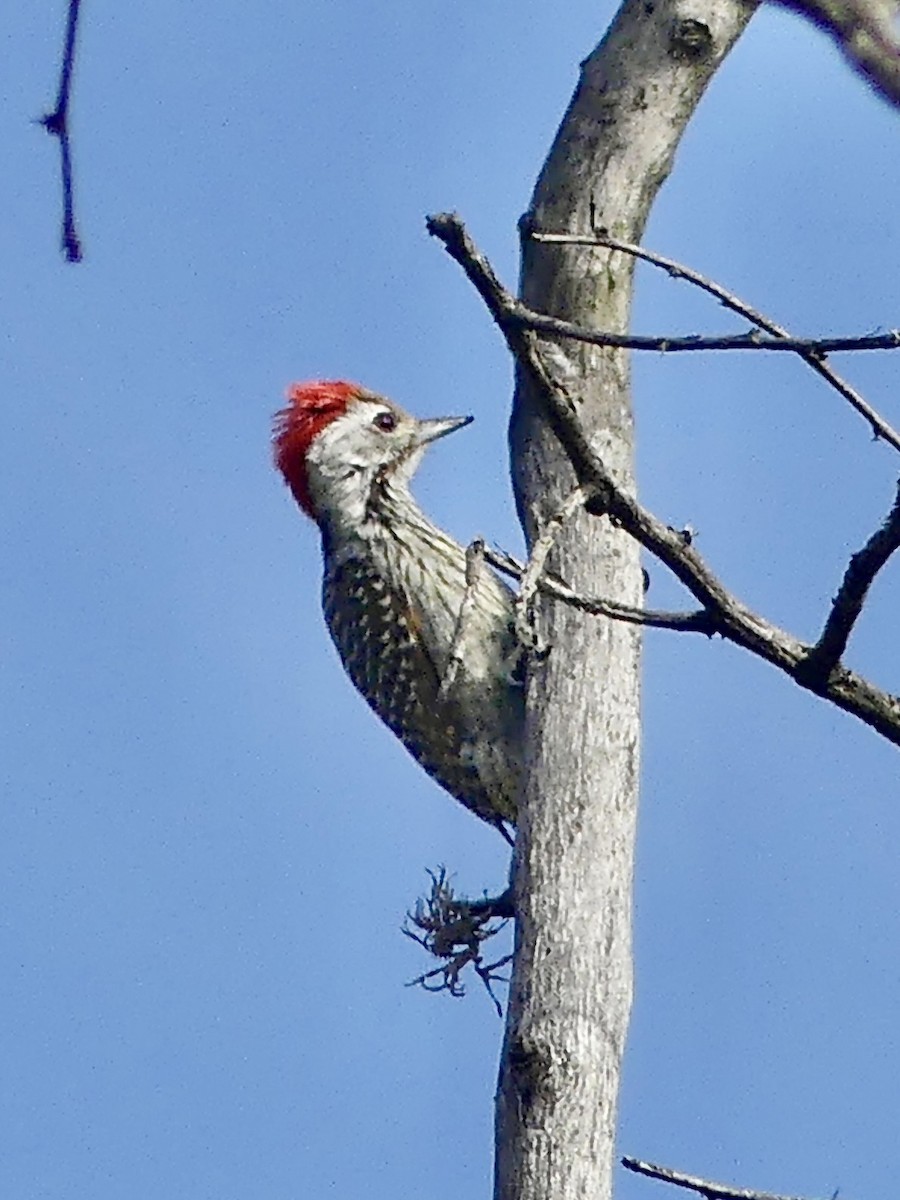 Cardinal Woodpecker - ML646301128