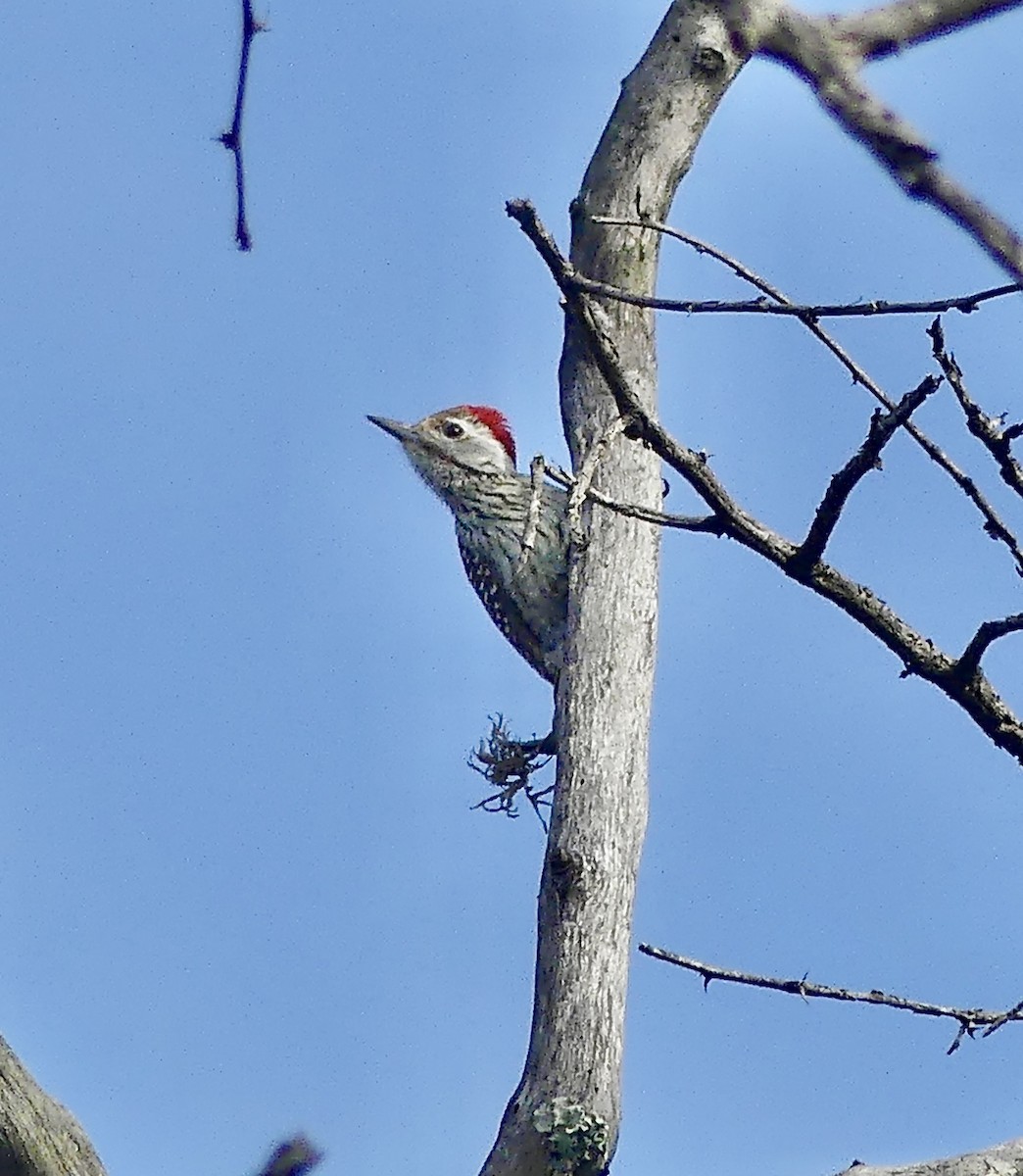 Cardinal Woodpecker - ML646301129