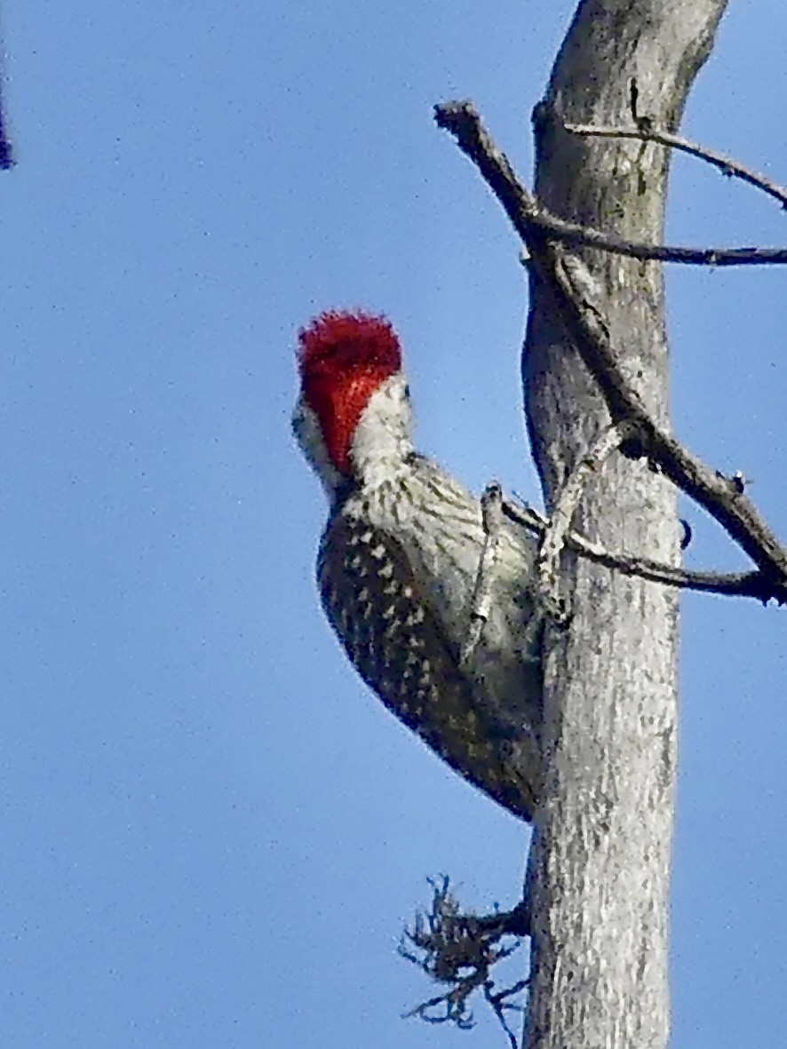 Cardinal Woodpecker - ML646301130