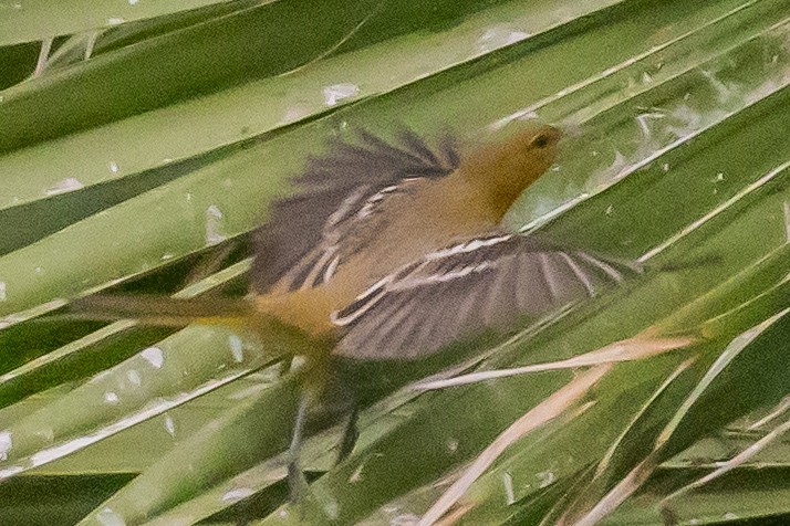 Hooded Oriole - ML646301135