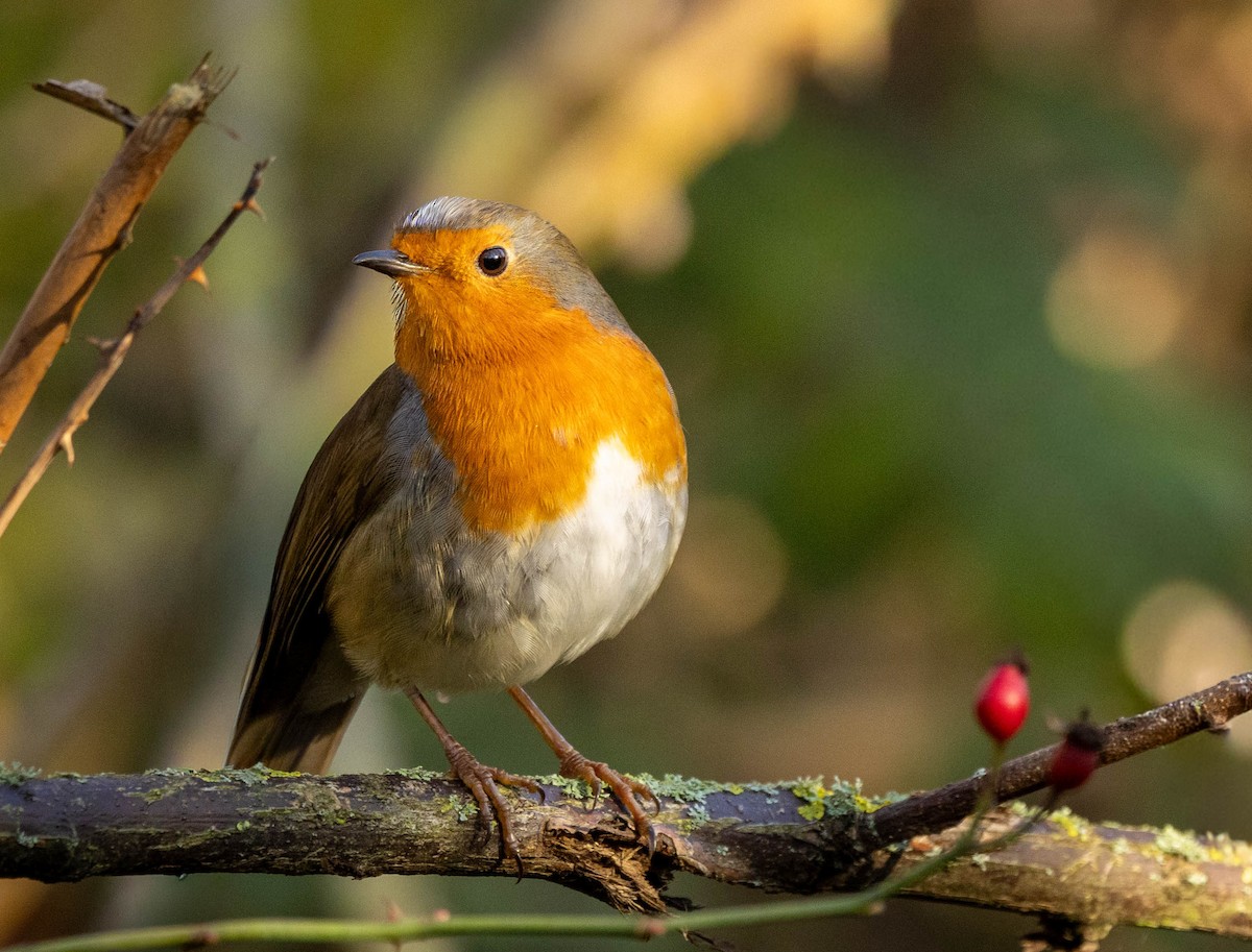 European Robin - ML646301137