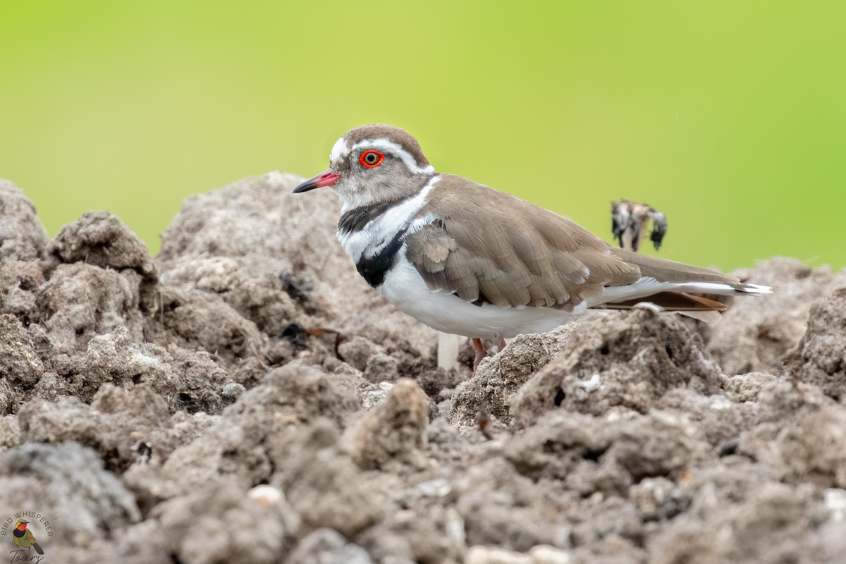 Трёхполосый зуёк - ML646301138