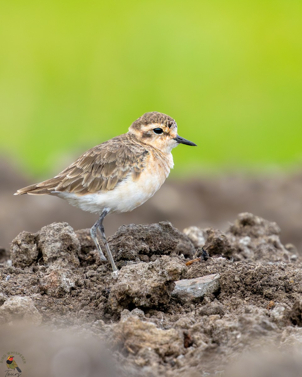 Kittlitz's Plover - ML646301146