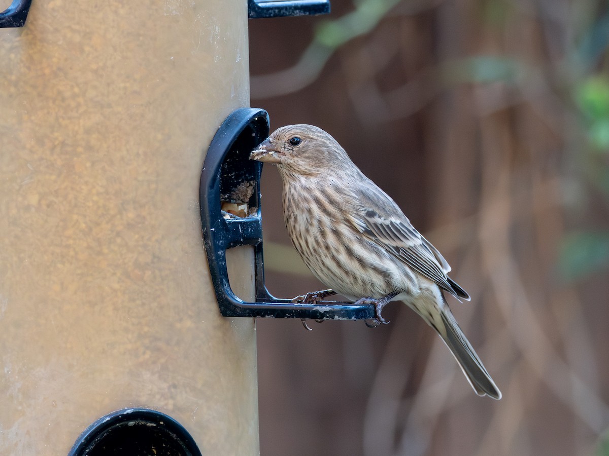 hýl rudoprsý - ML646301147