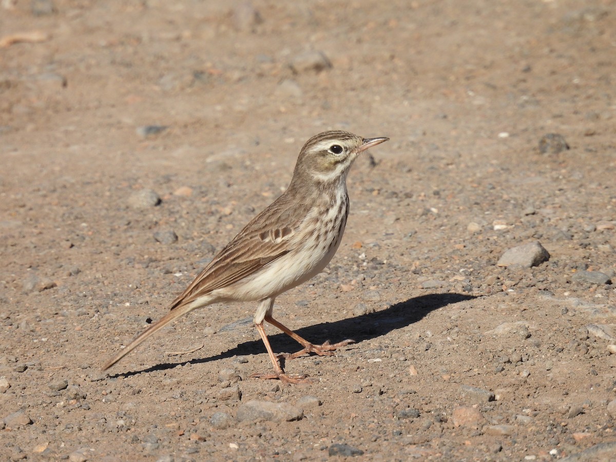 Berthelot's Pipit - ML646301148