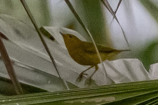 lesňáček hvězdičkový - ML646301149