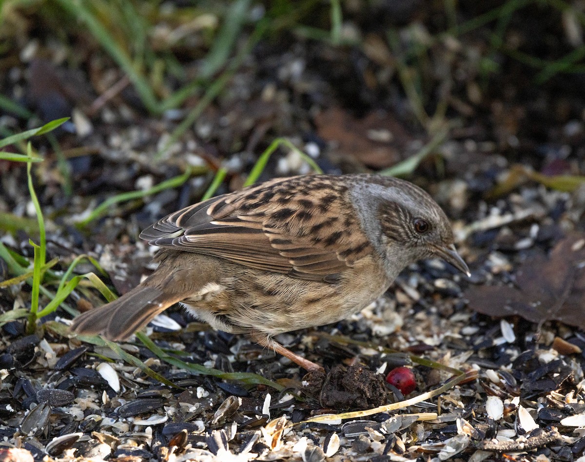 Dunnock - ML646301150