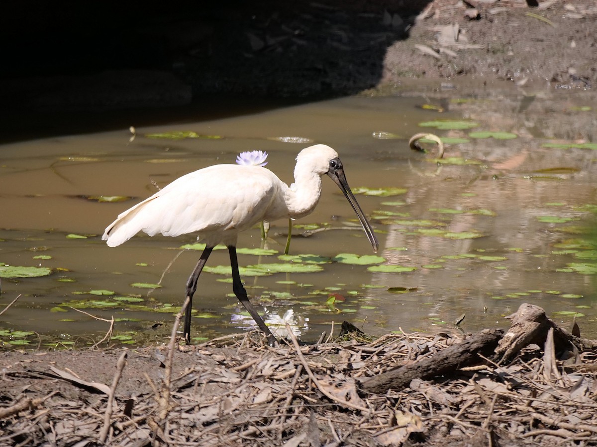 Косар королівський - ML646301152