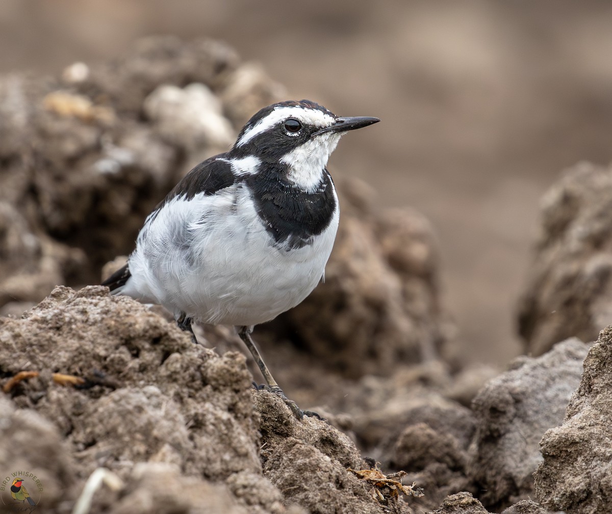 African Pied Wagtail - ML646301153
